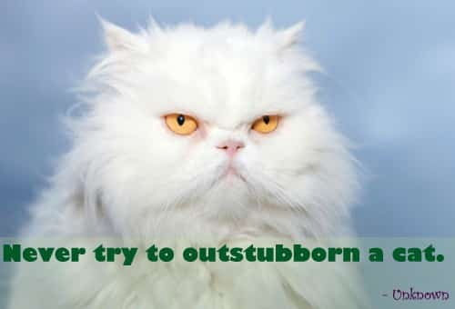 Quote of the Day - Stubborn Kitty