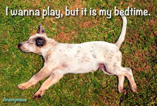 Quote of the Day - The Puppy's Bedtime