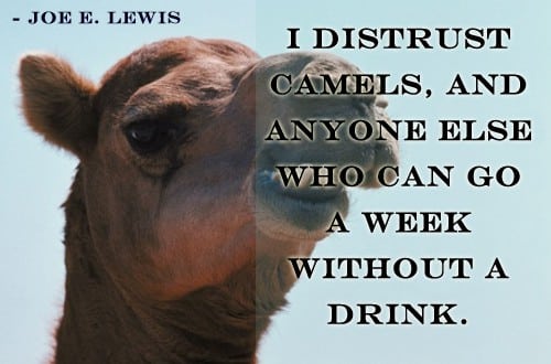 Camels Don’t Drink For A Week