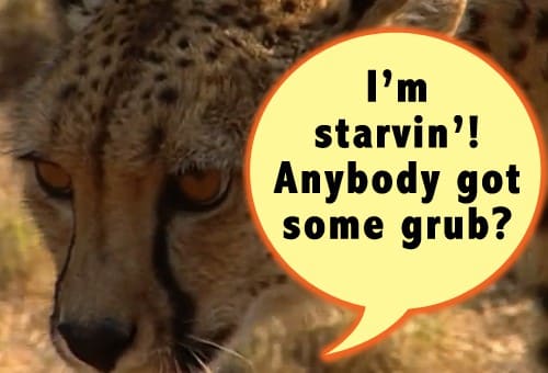 Quote of the Day - In Search of Grub