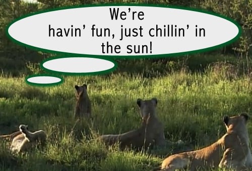 Quote of the Day - Chilling in the Sun